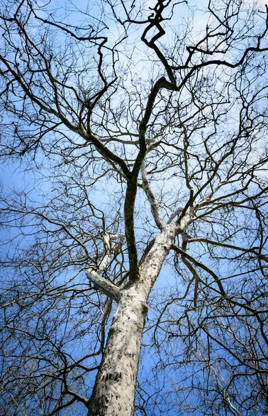 Olja Creek State Park — Stockfoto