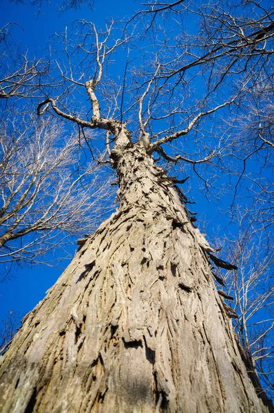 Long Point State Park Stockfoto