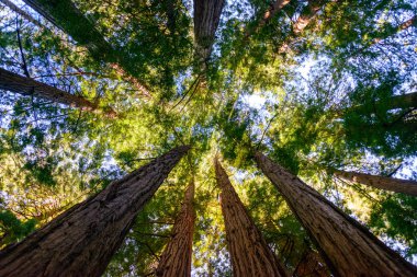 Muir Ormanı Ulusal Anıtı