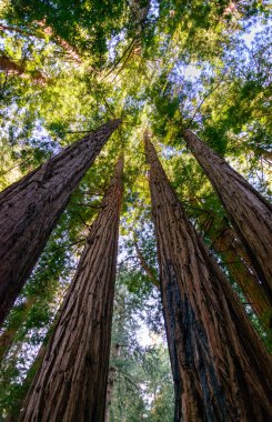 Muir Ormanı Ulusal Anıtı