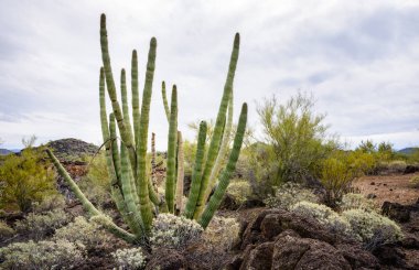 Organ Borusu Kaktüsü Ulusal Anıtı