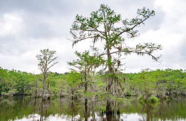 Caddo Gölü State Park
