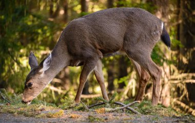 Kasırga ridge olimpik Milli Parkı