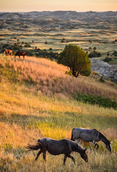 Parque Nacional Theodore Roosevelt — Foto de Stock