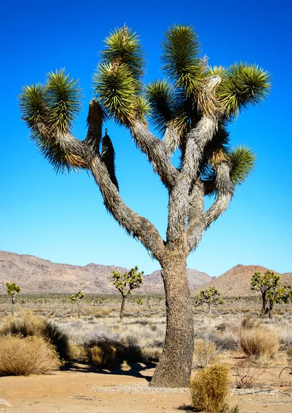 Parque Nacional Joseph Tree — Foto de Stock