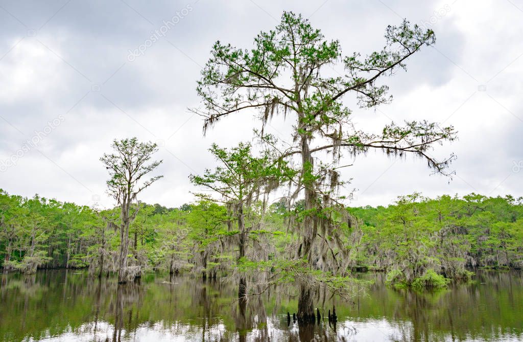 Caddo Lake State Park