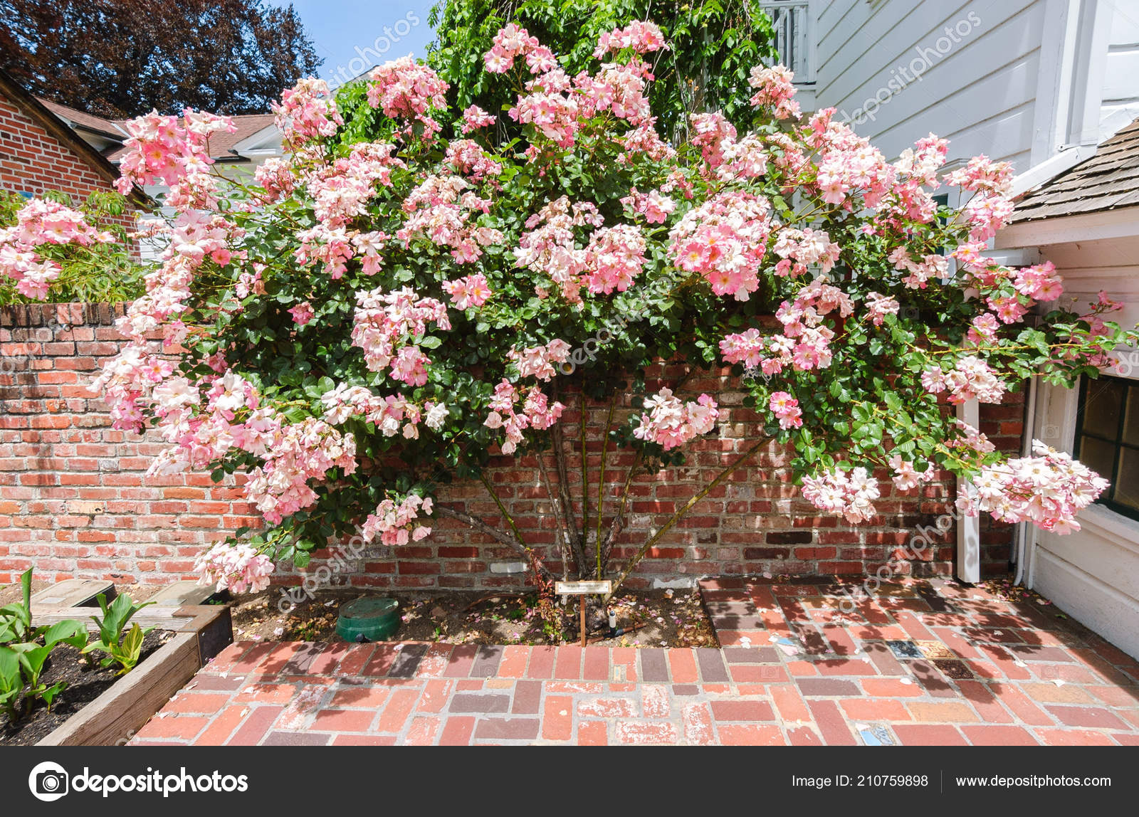 ルーサー バーバンクの家と庭園 ストック写真 C Zrfphoto