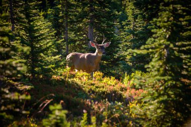 rainier Dağı Milli Parkı