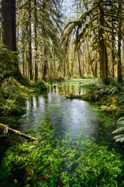 Quinault Rainforest in Olympic National Park clipart
