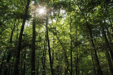 Goose Creek State Park
