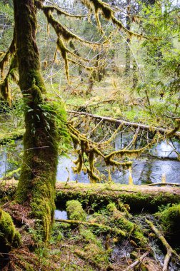 Hoh yağmur ormanlarında Olimpik Milli Parkı