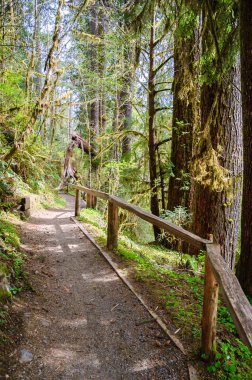 Hoh yağmur ormanlarında Olimpik Milli Parkı