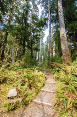 Hoh yağmur ormanlarında Olimpik Milli Parkı