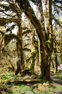 Hoh yağmur ormanlarında Olimpik Milli Parkı