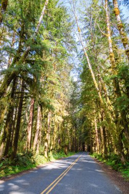 Hoh yağmur ormanlarında Olimpik Milli Parkı