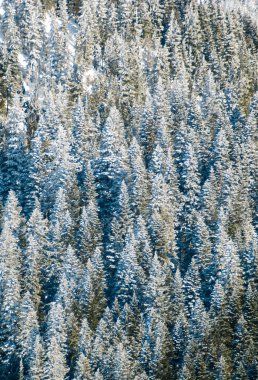 rainier Dağı Milli Parkı