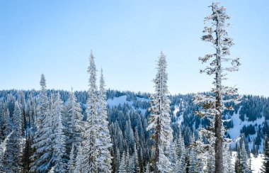 rainier Dağı Milli Parkı