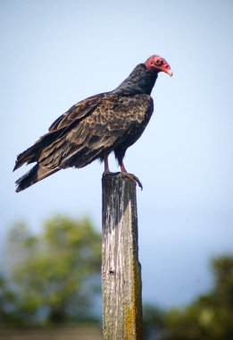 Fort ross devlet tarihi park