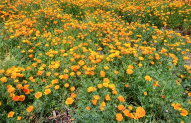 Luther Burbank ev ve bahçeler