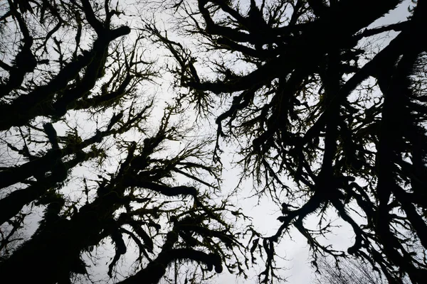 Quinault Yağmur Ormanlarında Olimpik Milli Parkı — Stok fotoğraf