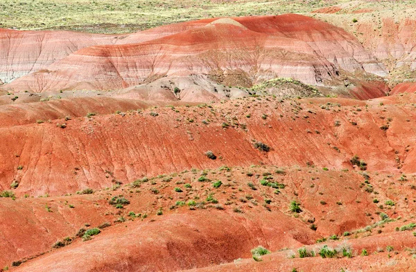 Parque Nacional Florestal Petrificado — Fotografia de Stock