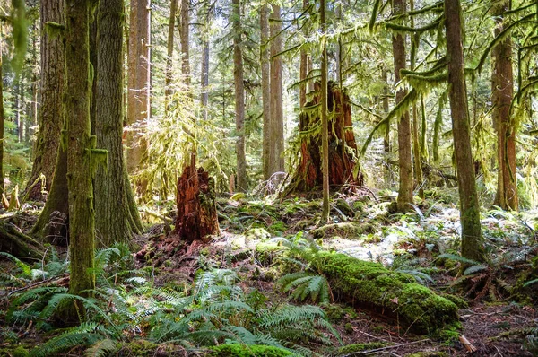 Lake Crescent Olympic National Park — Stock Photo, Image