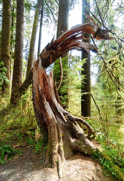 Hoh Rainforest Olympic National Park — Stock Photo, Image