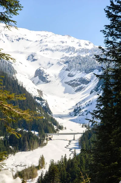 Parco Nazionale Del Monte Rainier — Foto Stock