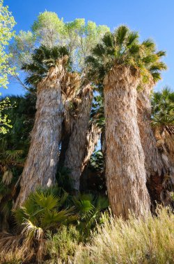 Joshua Tree Ulusal Parkı