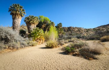 Joshua Tree Ulusal Parkı