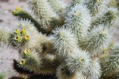 Joshua Tree Ulusal Parkı