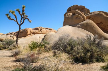 Joshua Tree Ulusal Parkı