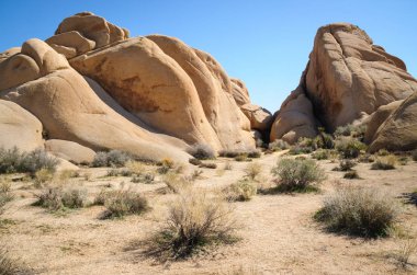 Joshua Tree Ulusal Parkı