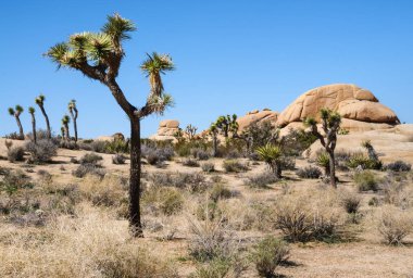 Joshua Tree Ulusal Parkı