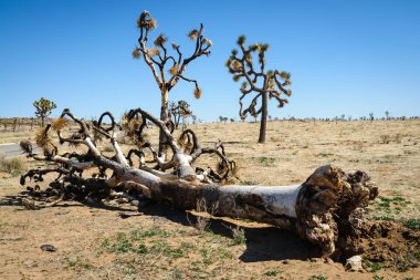 Joshua Tree Ulusal Parkı