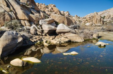 Joshua Tree Ulusal Parkı