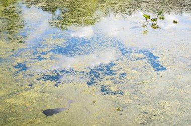 Jamestown Audubon merkezi ve kutsal