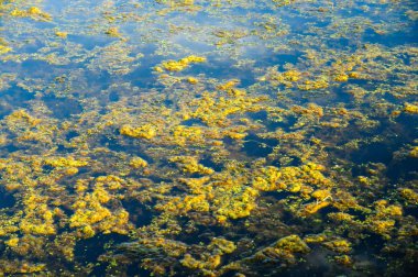 Jamestown Audubon merkezi ve kutsal