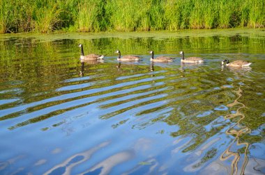 Jamestown Audubon merkezi ve kutsal