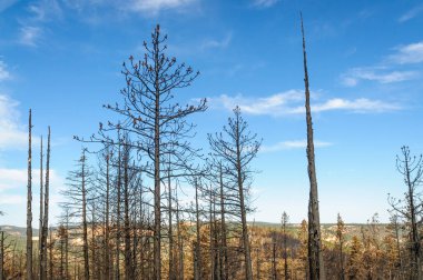 Bryce Kanyonu Ulusal Parkı