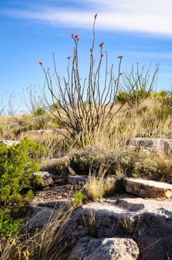 Carlsbad Mağaraları Ulusal Parkı