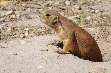 Yaşayan çöl Hayvanat Bahçeleri State Park