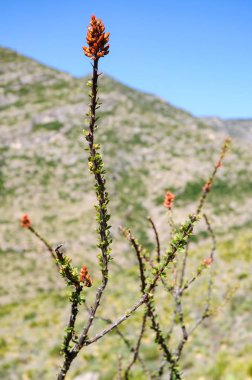 Guadalupe Dağları Ulusal Parkı