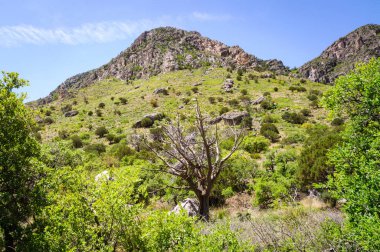 Guadalupe Dağları Ulusal Parkı