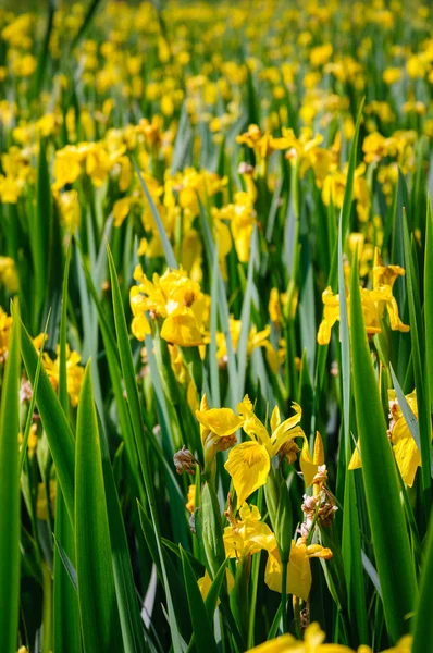 Parco Nazionale Della Valle Cuyahoga — Foto Stock