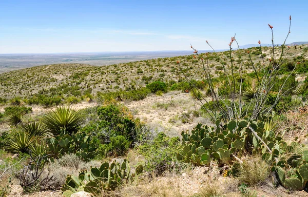 Parque Nacional Las Cavernas Carlsbad —  Fotos de Stock