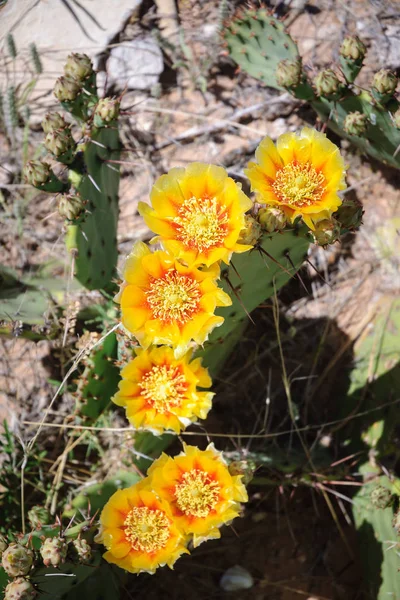 Living Desert Zoo Gardens State Park — Stockfoto