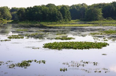 Jamestown Audubon merkezi ve kutsal