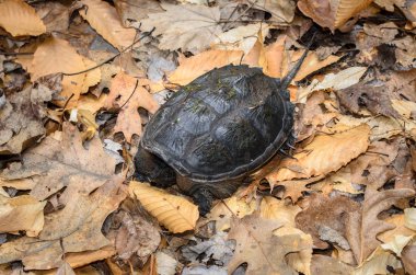 Jamestown Audubon merkezi ve kutsal