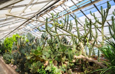 Buffalo ve Erie County Botanik Bahçeleri